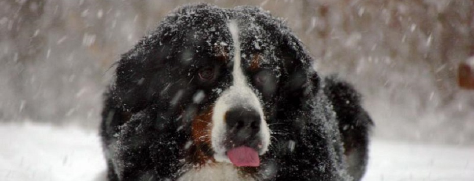 Mountain dog in snow.
